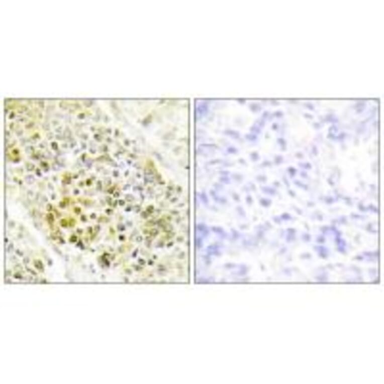 Immunohistochemistry - DLX5 Antibody from Signalway Antibody (33825) - Antibodies.com