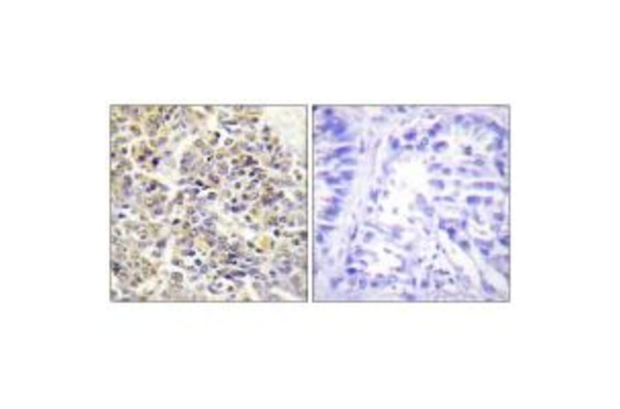 Immunohistochemistry - ASC Antibody from Signalway Antibody (34119) - Antibodies.com