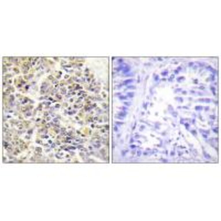 Immunohistochemistry - ASC Antibody from Signalway Antibody (34119) - Antibodies.com