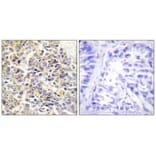 Immunohistochemistry - ASC Antibody from Signalway Antibody (34119) - Antibodies.com