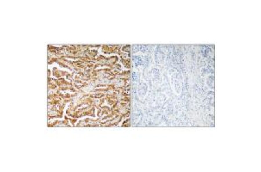 Immunohistochemistry - GIT1 Antibody from Signalway Antibody (34131) - Antibodies.com