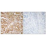 Immunohistochemistry - GIT1 Antibody from Signalway Antibody (34131) - Antibodies.com