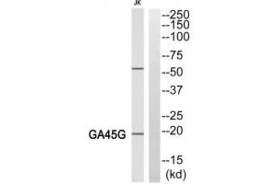 Western blot - LEG4 Antibody from Signalway Antibody (34282) - Antibodies.com