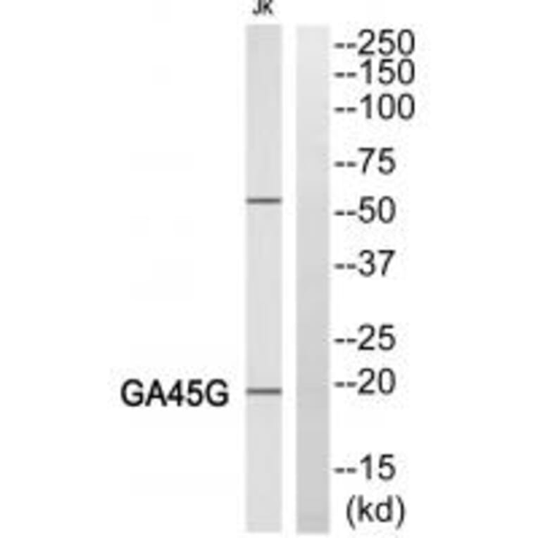 Western blot - LEG4 Antibody from Signalway Antibody (34282) - Antibodies.com