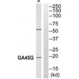 Western blot - LEG4 Antibody from Signalway Antibody (34282) - Antibodies.com
