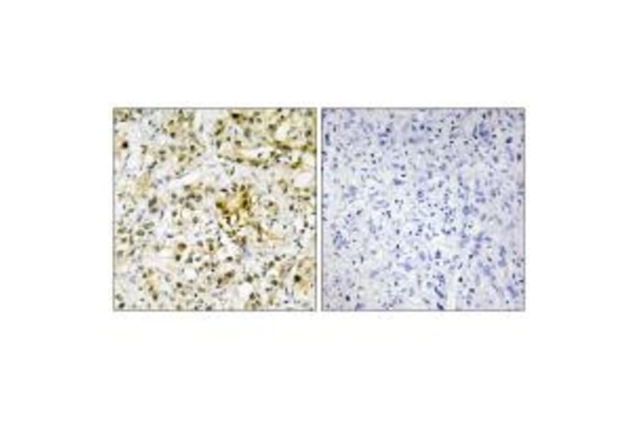 Immunohistochemistry - LEG4 Antibody from Signalway Antibody (34282) - Antibodies.com