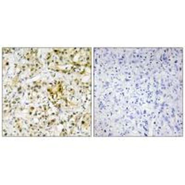 Immunohistochemistry - LEG4 Antibody from Signalway Antibody (34282) - Antibodies.com