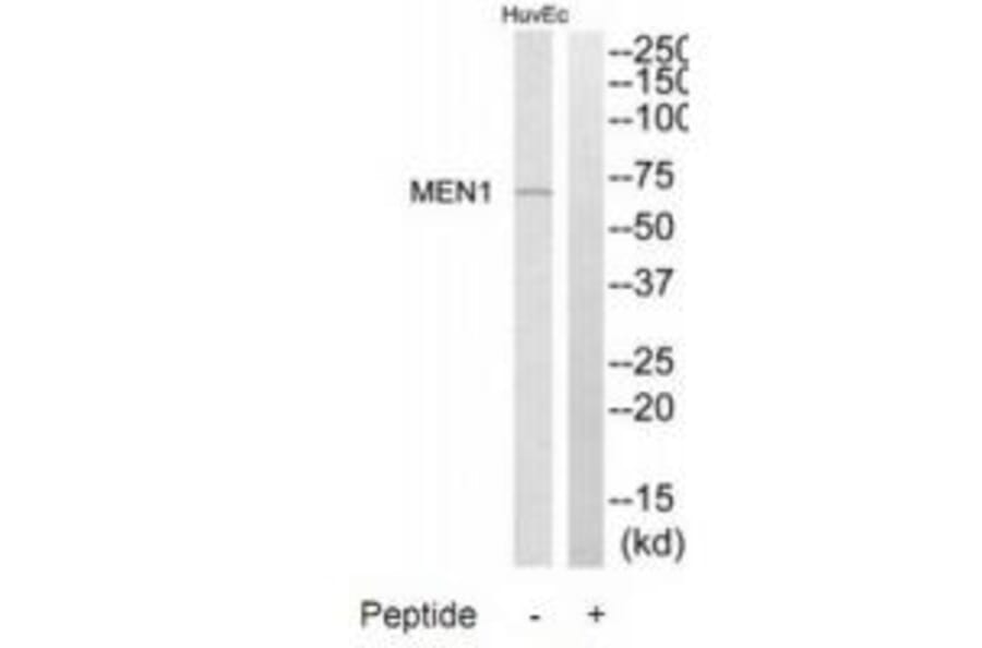 Western blot - MEN1 Antibody from Signalway Antibody (34285) - Antibodies.com