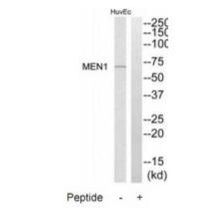 Western blot - MEN1 Antibody from Signalway Antibody (34285) - Antibodies.com