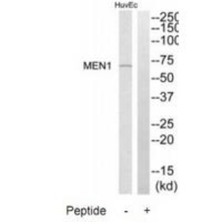 Western blot - MEN1 Antibody from Signalway Antibody (34285) - Antibodies.com