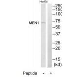 Western blot - MEN1 Antibody from Signalway Antibody (34285) - Antibodies.com