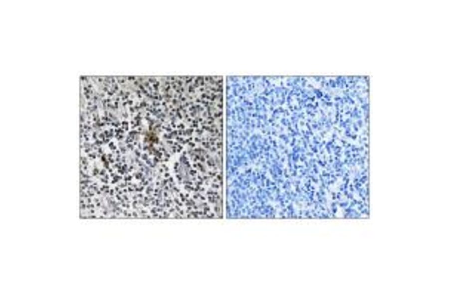 Immunohistochemistry - RPS3 Antibody from Signalway Antibody (34338) - Antibodies.com