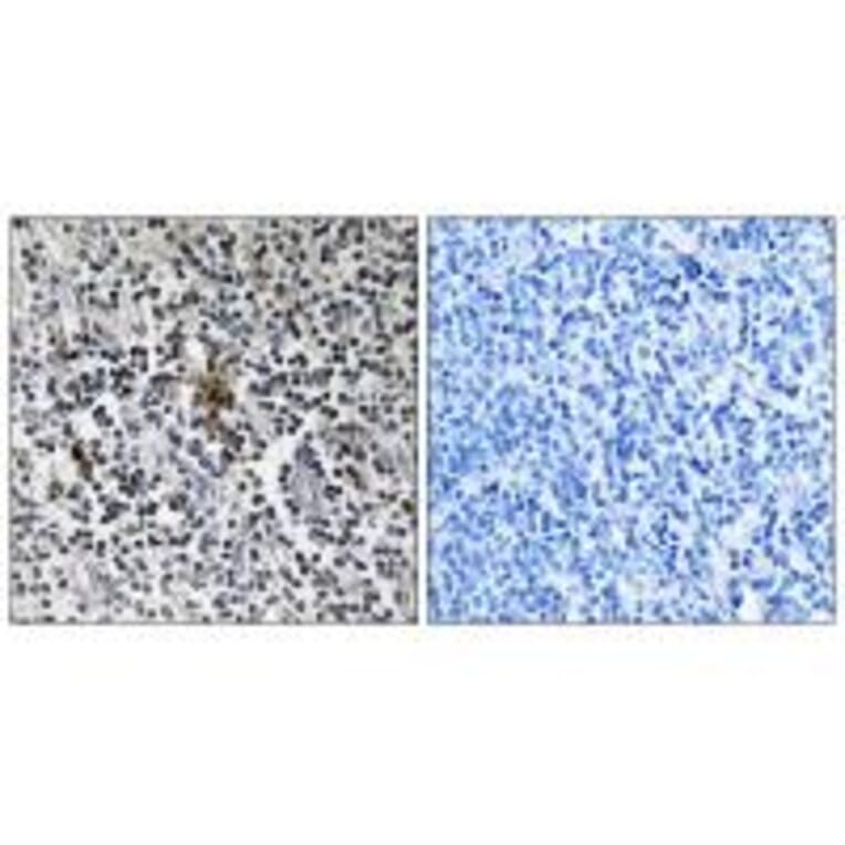 Immunohistochemistry - RPS3 Antibody from Signalway Antibody (34338) - Antibodies.com
