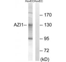 Western blot - AZI1 Antibody from Signalway Antibody (34342) - Antibodies.com