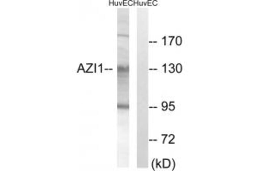 Western blot - AZI1 Antibody from Signalway Antibody (34342) - Antibodies.com