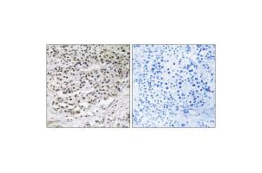 Immunohistochemistry - AZI1 Antibody from Signalway Antibody (34342) - Antibodies.com