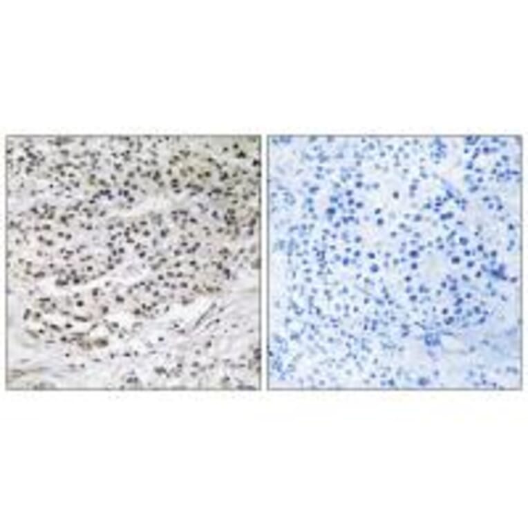 Immunohistochemistry - AZI1 Antibody from Signalway Antibody (34342) - Antibodies.com