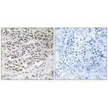 Immunohistochemistry - AZI1 Antibody from Signalway Antibody (34342) - Antibodies.com