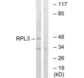 Western blot - RPL3 Antibody from Signalway Antibody (34353) - Antibodies.com