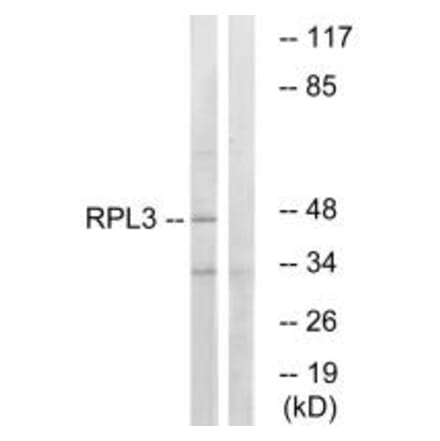 Western blot - RPL3 Antibody from Signalway Antibody (34353) - Antibodies.com