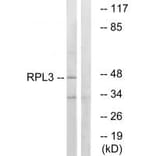 Western blot - RPL3 Antibody from Signalway Antibody (34353) - Antibodies.com