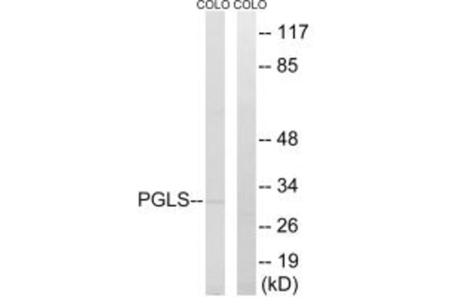 Western blot - PGLS Antibody from Signalway Antibody (34365) - Antibodies.com
