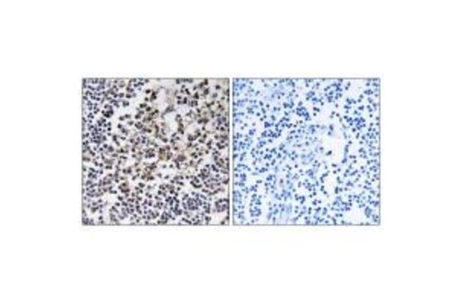 Immunohistochemistry - PGLS Antibody from Signalway Antibody (34365) - Antibodies.com