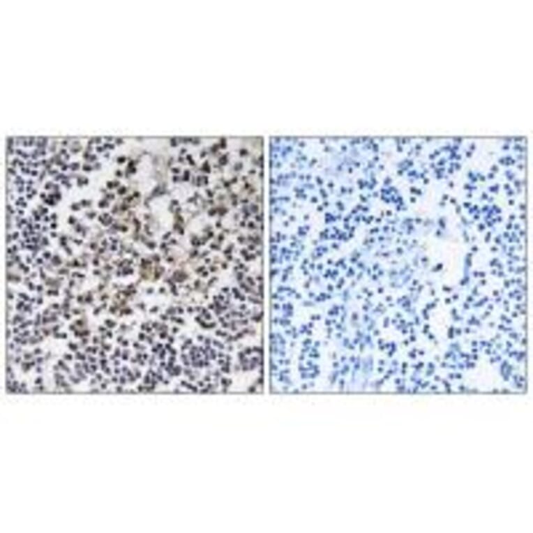 Immunohistochemistry - PGLS Antibody from Signalway Antibody (34365) - Antibodies.com