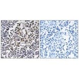 Immunohistochemistry - PGLS Antibody from Signalway Antibody (34365) - Antibodies.com