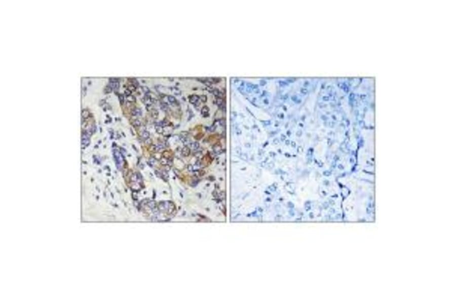 Immunohistochemistry - CBR1 Antibody from Signalway Antibody (34544) - Antibodies.com