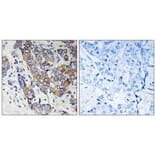 Immunohistochemistry - CBR1 Antibody from Signalway Antibody (34544) - Antibodies.com