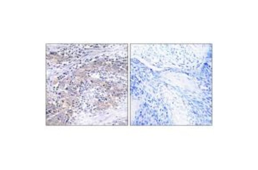 Immunohistochemistry - CLN6 Antibody from Signalway Antibody (34576) - Antibodies.com
