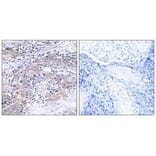 Immunohistochemistry - CLN6 Antibody from Signalway Antibody (34576) - Antibodies.com
