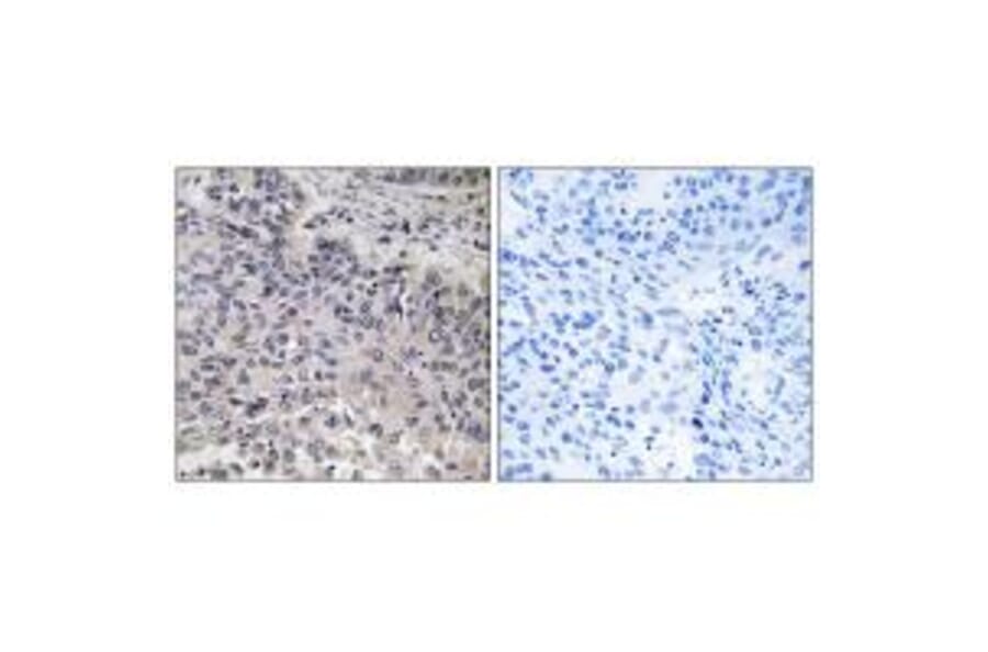 Immunohistochemistry - C1QC Antibody from Signalway Antibody (34608) - Antibodies.com