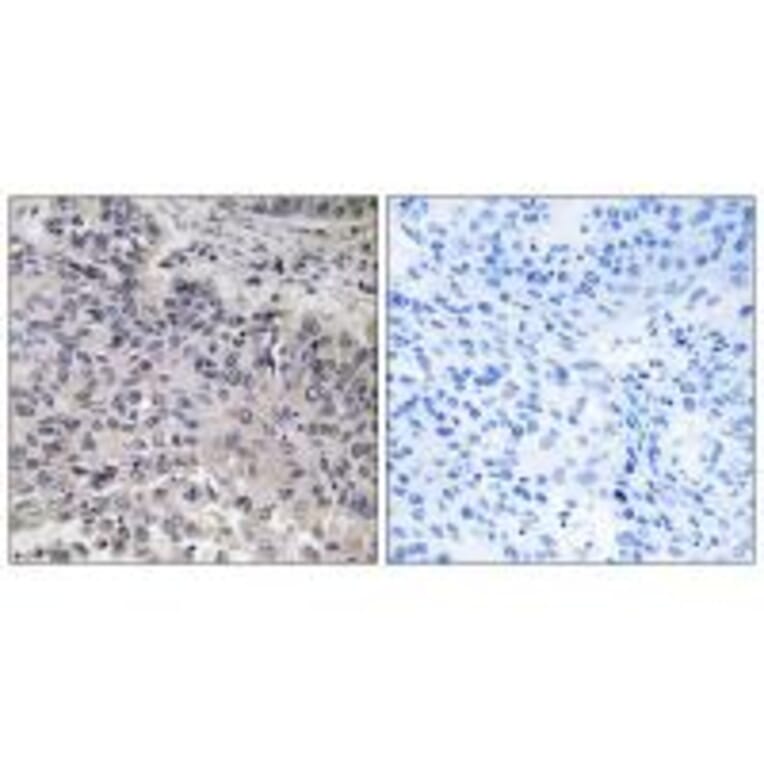 Immunohistochemistry - C1QC Antibody from Signalway Antibody (34608) - Antibodies.com