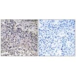 Immunohistochemistry - C1QC Antibody from Signalway Antibody (34608) - Antibodies.com