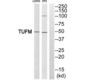 Western blot - TUFM Antibody from Signalway Antibody (34669) - Antibodies.com