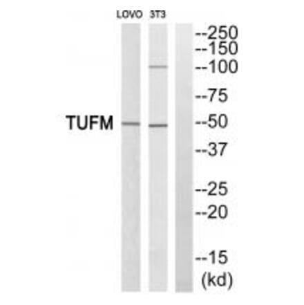 Western blot - TUFM Antibody from Signalway Antibody (34669) - Antibodies.com