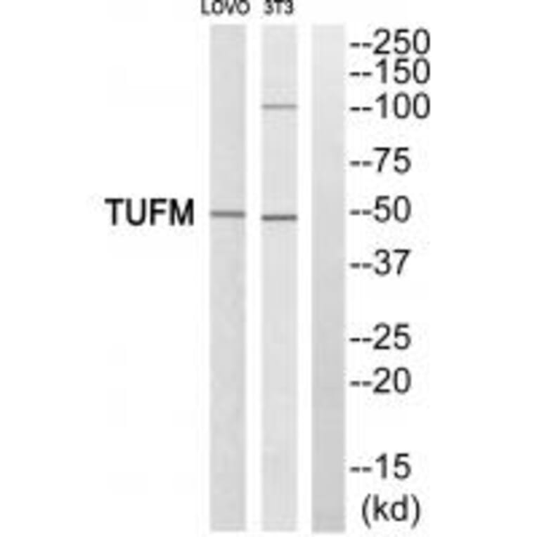 Western blot - TUFM Antibody from Signalway Antibody (34669) - Antibodies.com