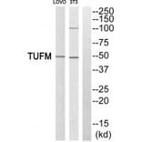 Western blot - TUFM Antibody from Signalway Antibody (34669) - Antibodies.com
