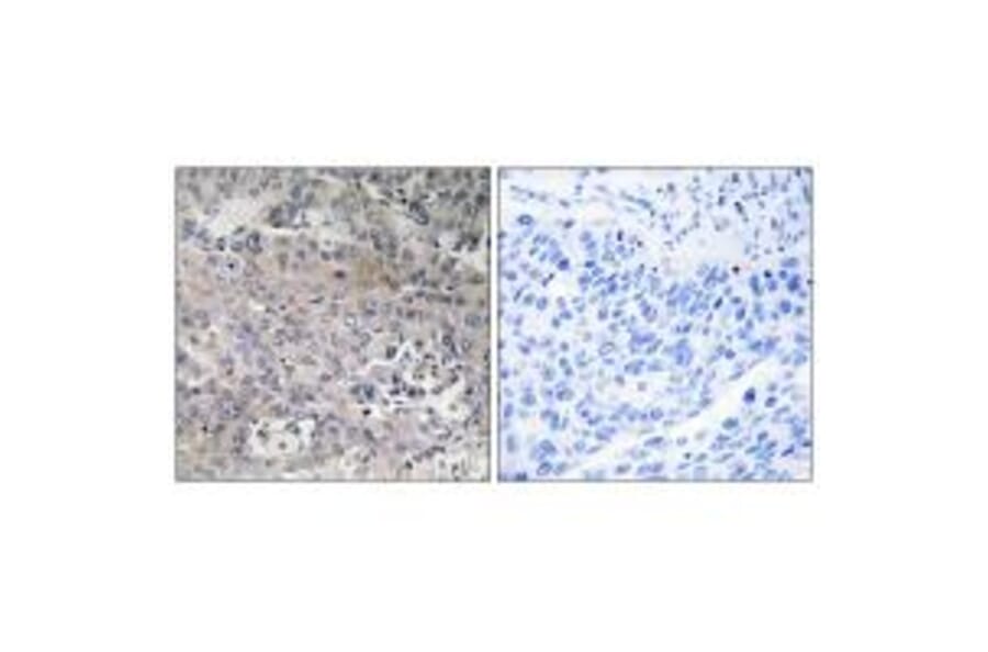 Immunohistochemistry - TUFM Antibody from Signalway Antibody (34669) - Antibodies.com