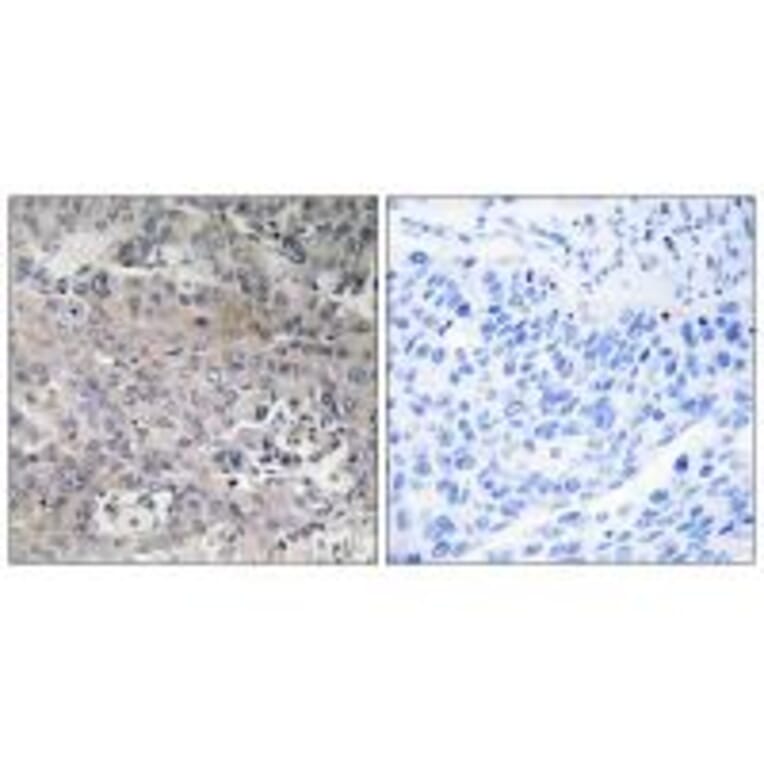 Immunohistochemistry - TUFM Antibody from Signalway Antibody (34669) - Antibodies.com