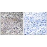 Immunohistochemistry - TUFM Antibody from Signalway Antibody (34669) - Antibodies.com
