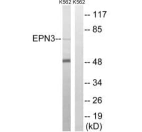 Western blot - EPN3 Antibody from Signalway Antibody (34678) - Antibodies.com