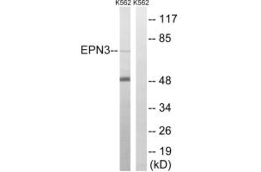 Western blot - EPN3 Antibody from Signalway Antibody (34678) - Antibodies.com