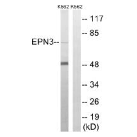 Western blot - EPN3 Antibody from Signalway Antibody (34678) - Antibodies.com