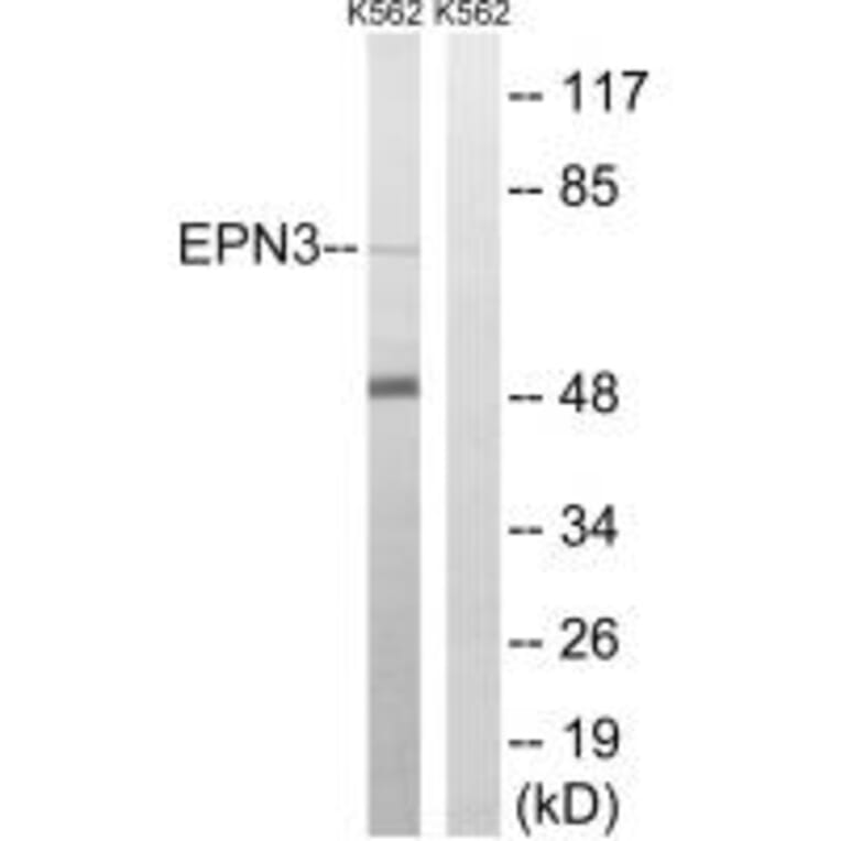 Western blot - EPN3 Antibody from Signalway Antibody (34678) - Antibodies.com
