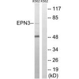 Western blot - EPN3 Antibody from Signalway Antibody (34678) - Antibodies.com