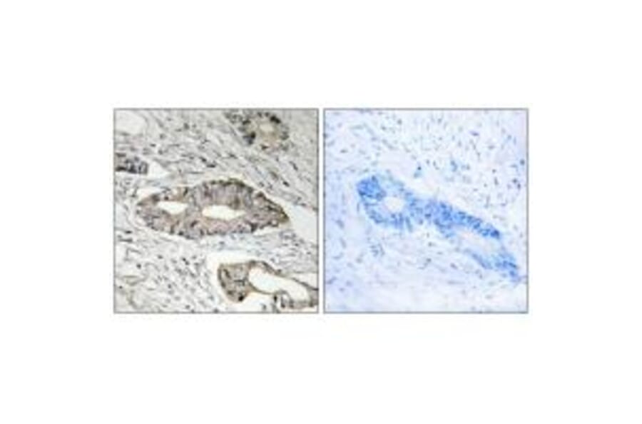Immunohistochemistry - EPN3 Antibody from Signalway Antibody (34678) - Antibodies.com