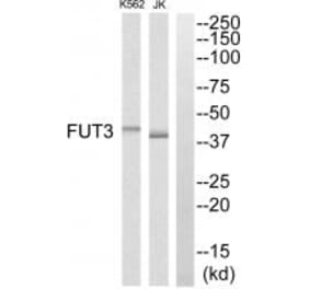 Western blot - FUT3 Antibody from Signalway Antibody (34693) - Antibodies.com